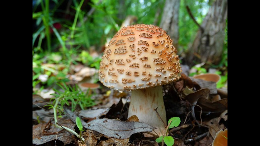 Мухомор съедобный гриб