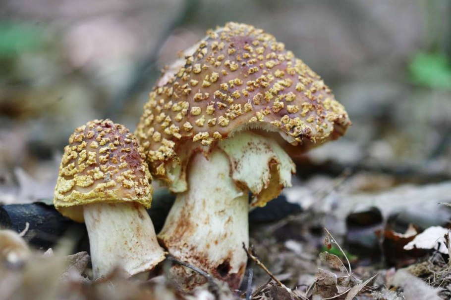 Гриб Amanita rubescens