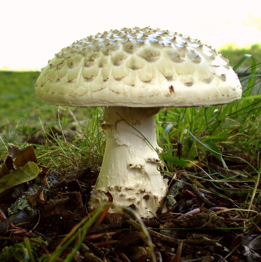 Бледная поганка Amanita phalloides