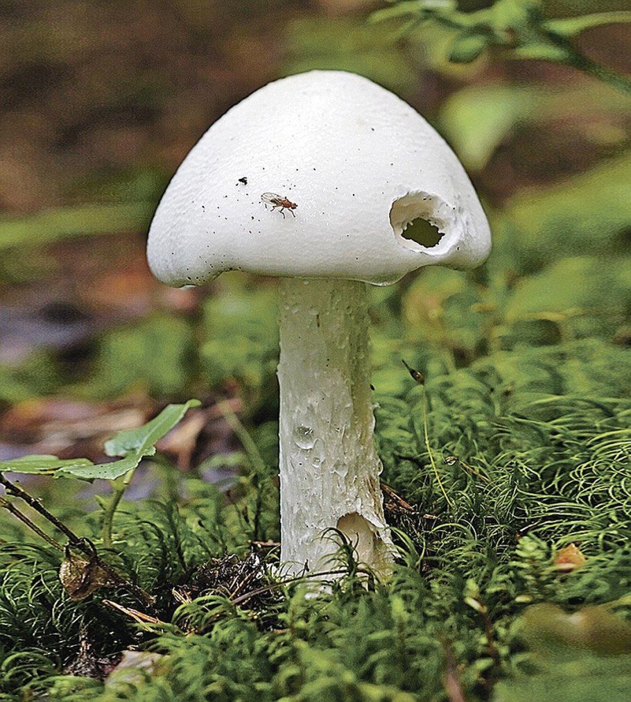 Пантерный мухомор синий