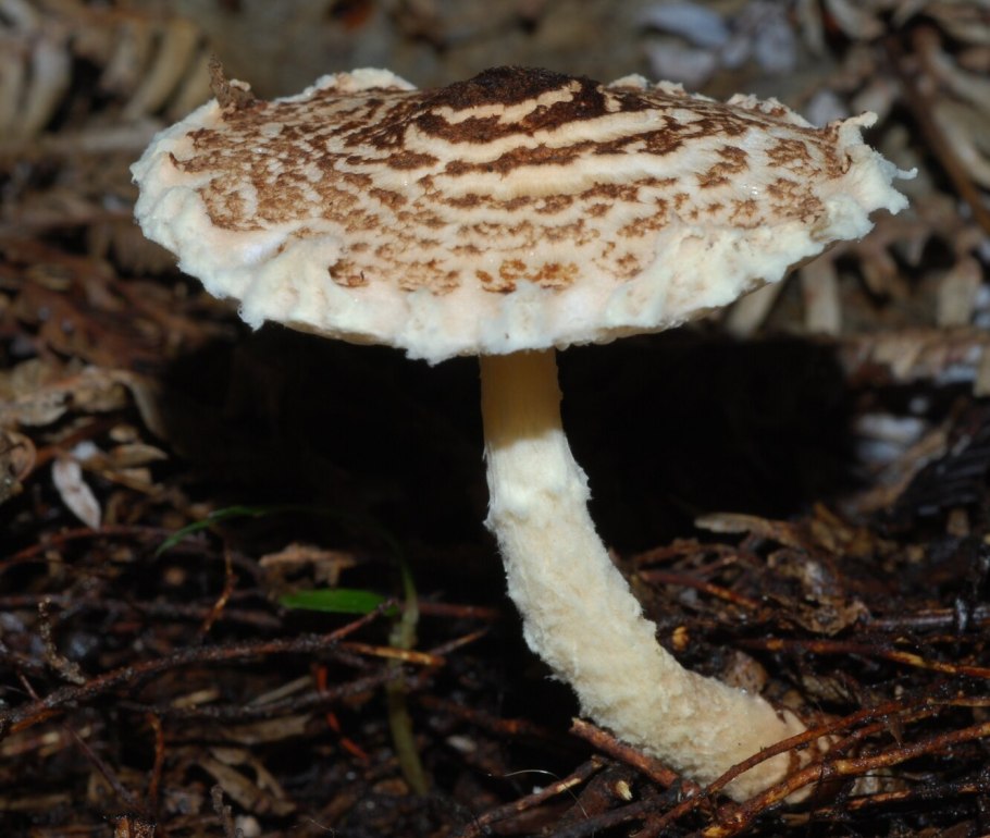 Мухомор порфировый Amanita Porphyria