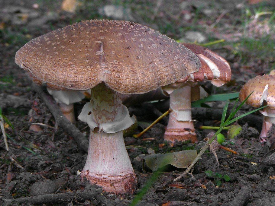 Гриб Amanita rubescens