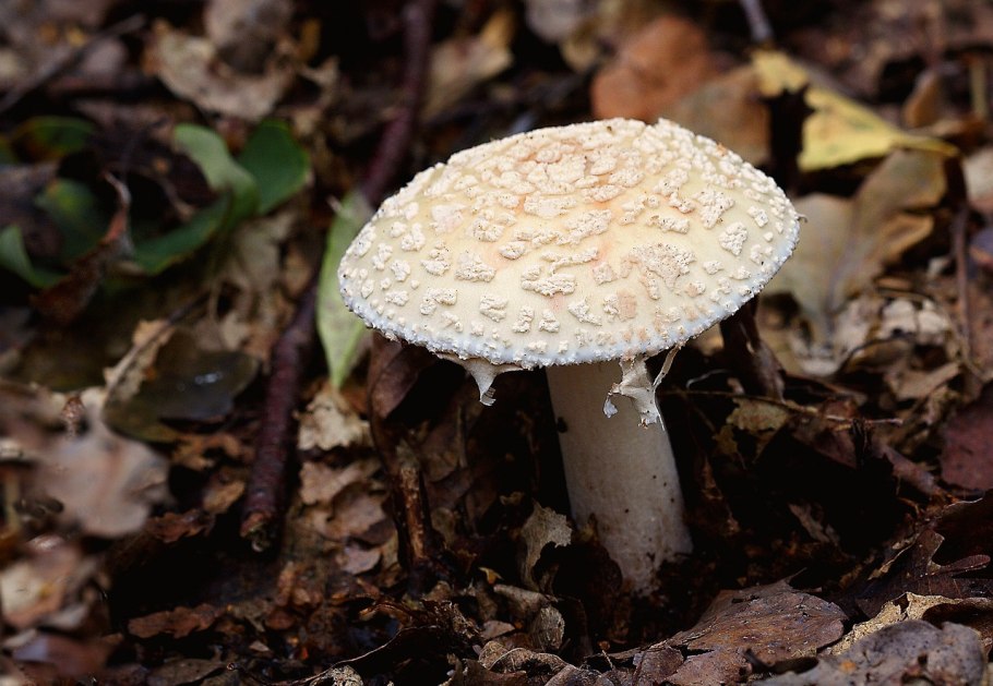 Поплавок серый (Amanita vaginata)
