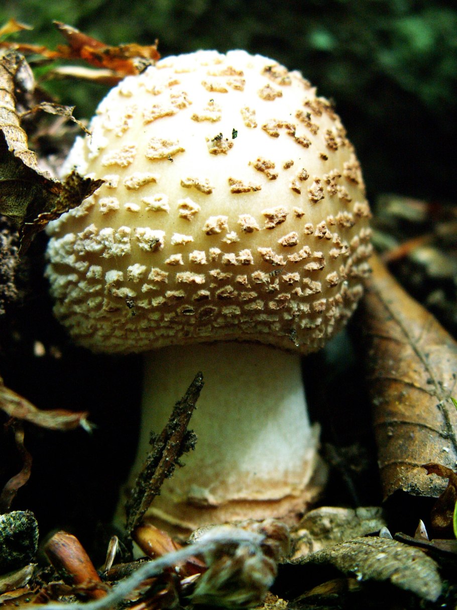 Amanita rubescens (мухомор краснеющий)