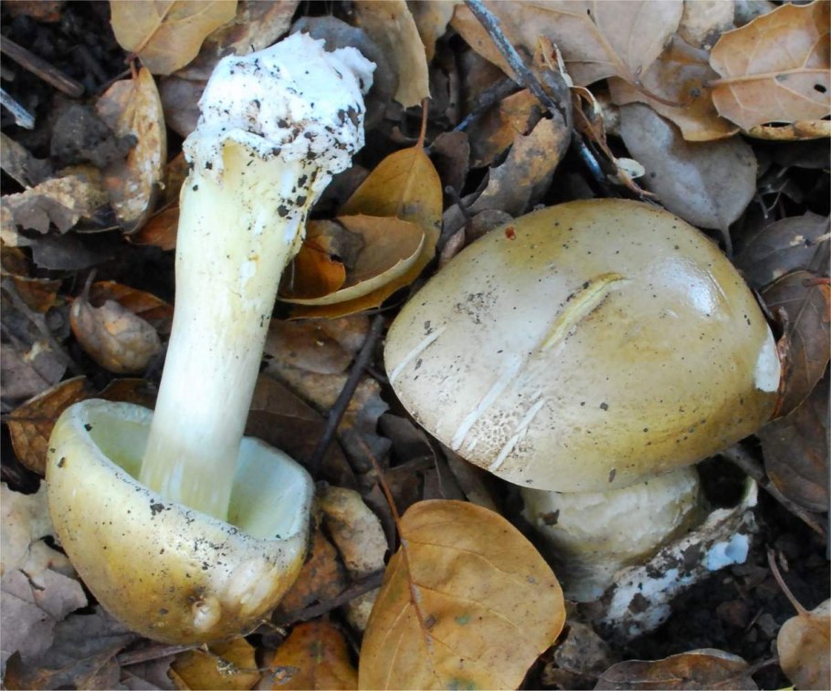 Поганки грибы ядовитые