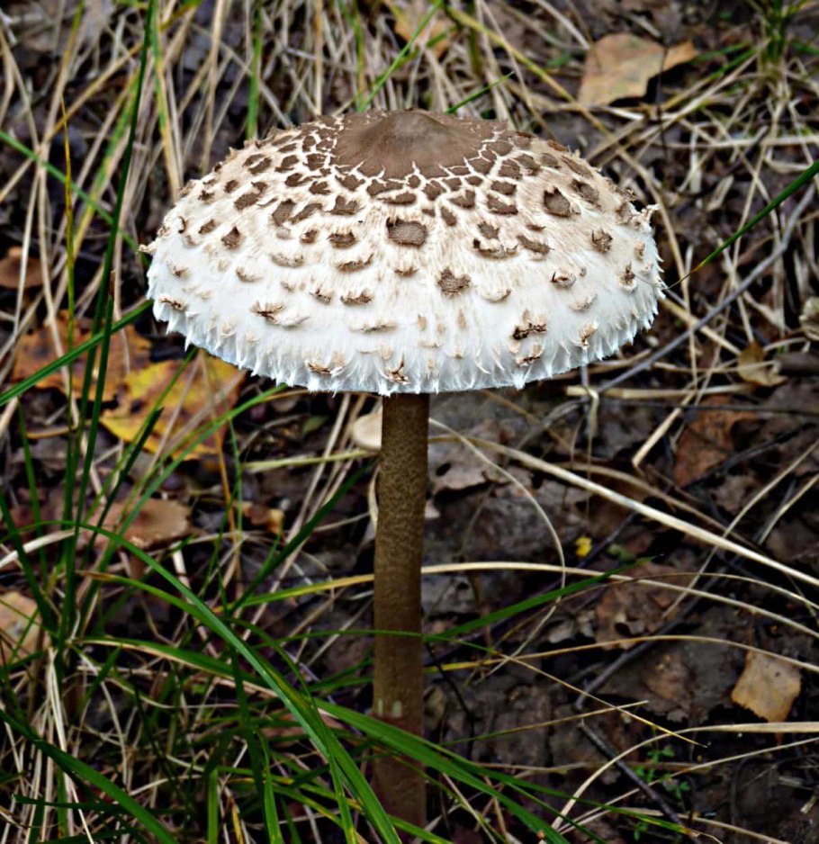 Пантерный гриб