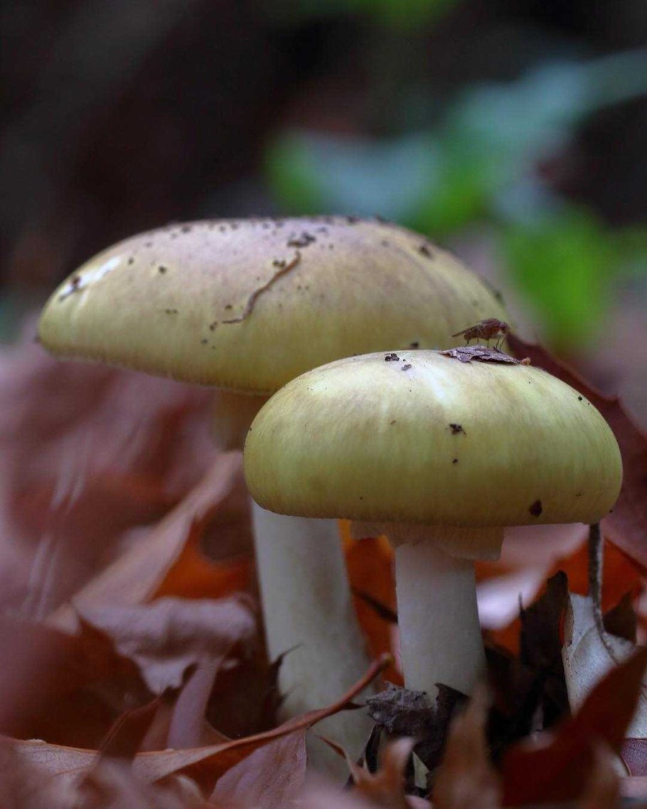 Навозник копринус