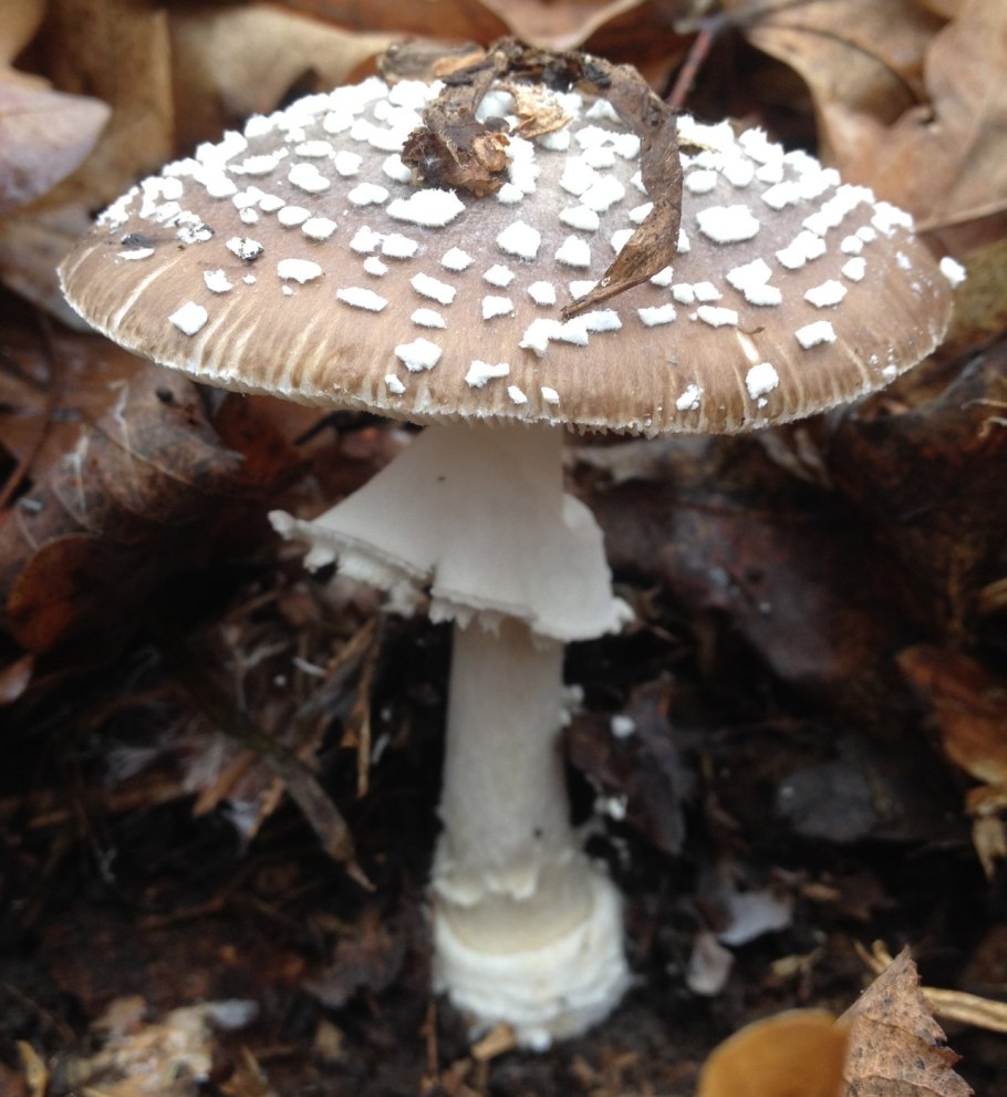 Мухомор серо-розовый съедобный