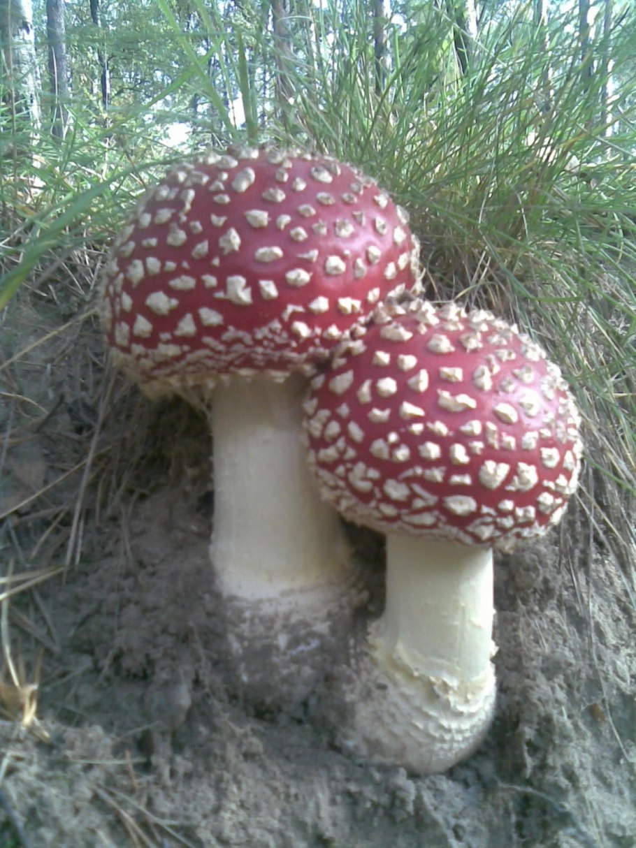 Мухомор пантерный