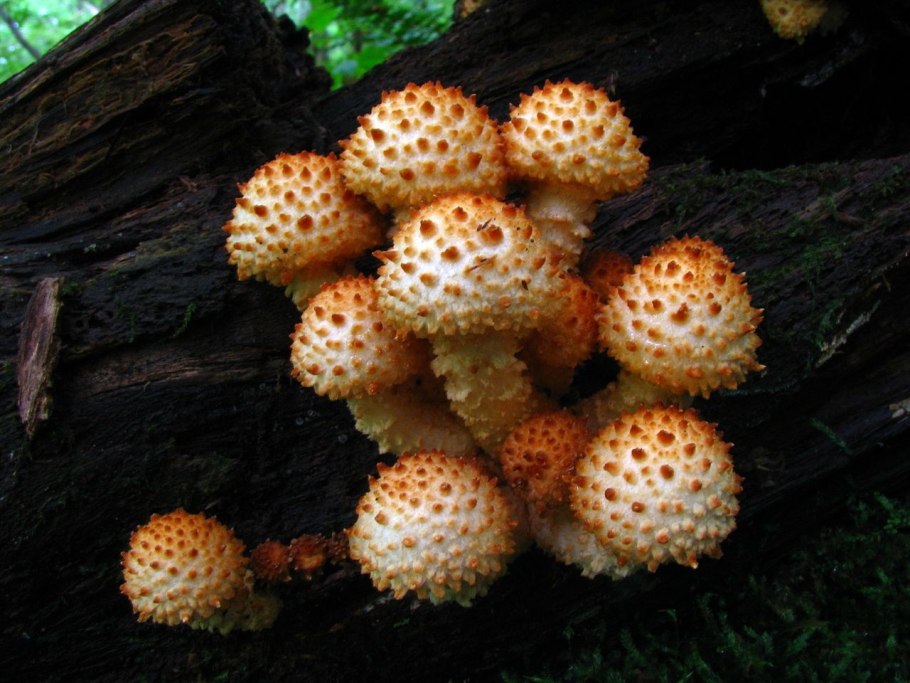 Pholiota squarrosoides гриб