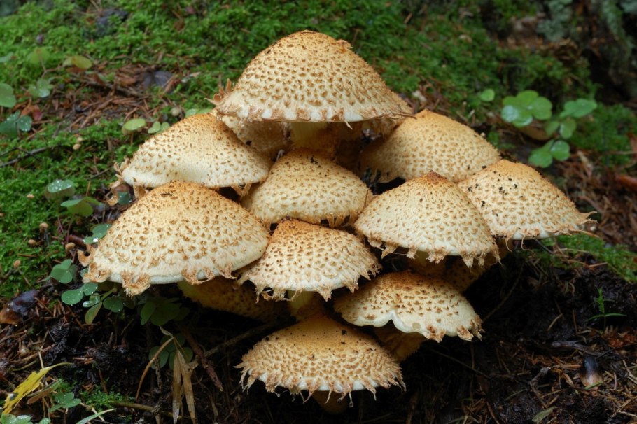 Pholiota squarrosa