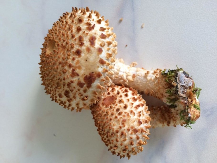 Чешуйчатка Тополевая съедобная