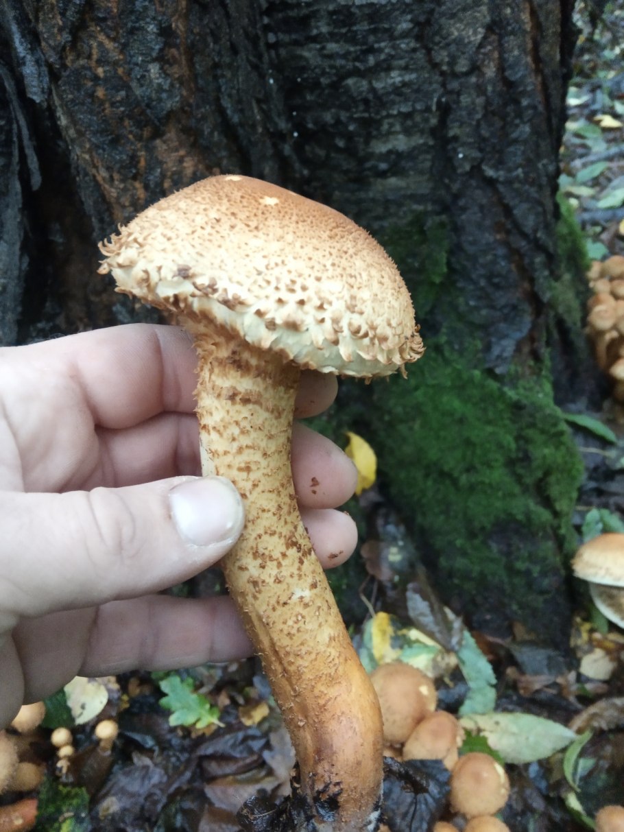 Чешуйчатка обыкновенная Pholiota squarrosa