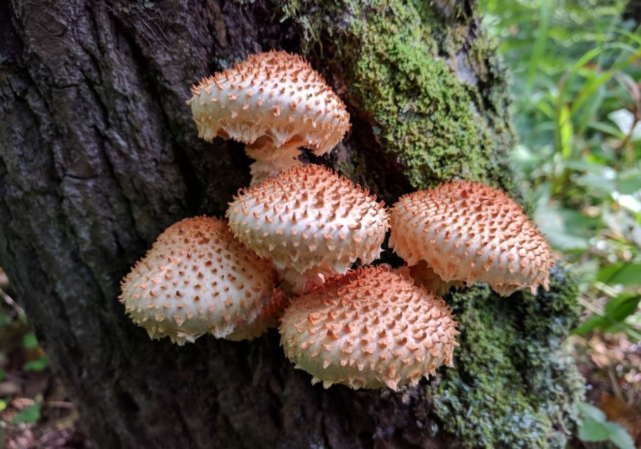 Чешуйчатка ворсистая