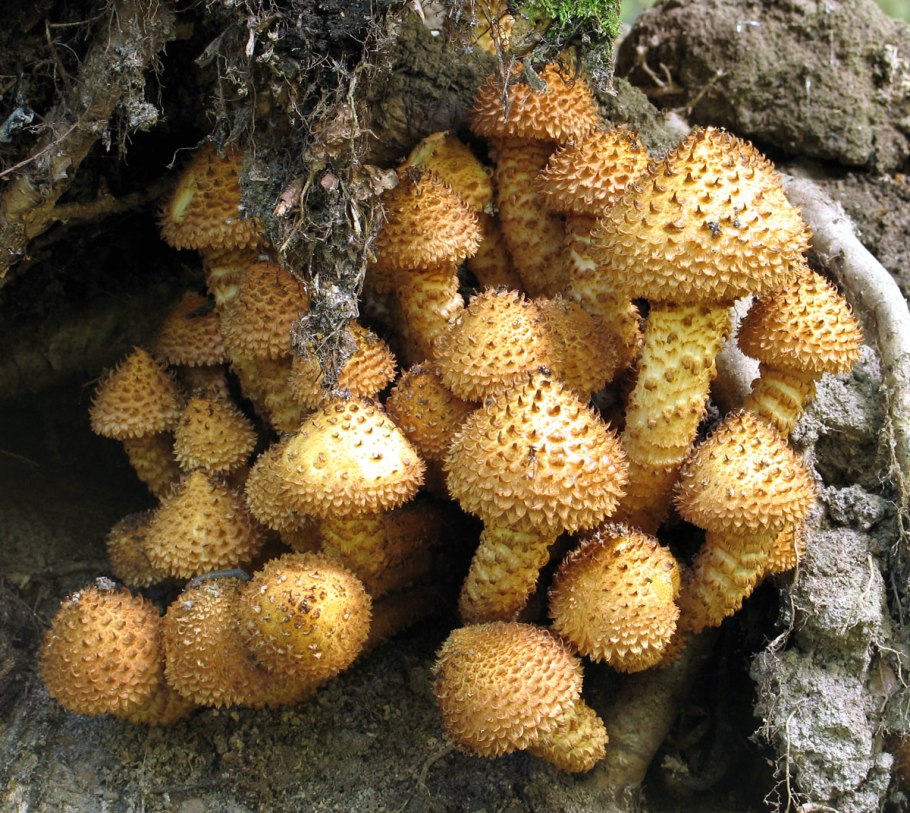 Поганки чешуйчатка