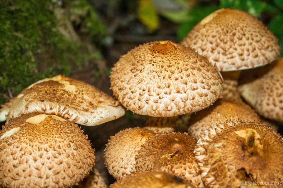 Чешуйчатка Королевская