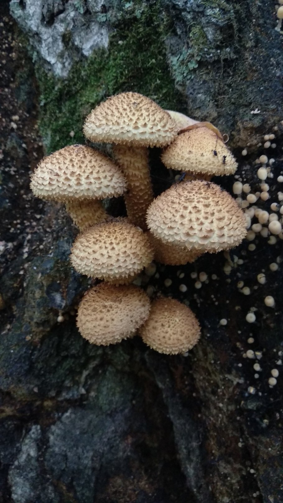 Чешуйчатка обыкновенная Pholiota squarrosa