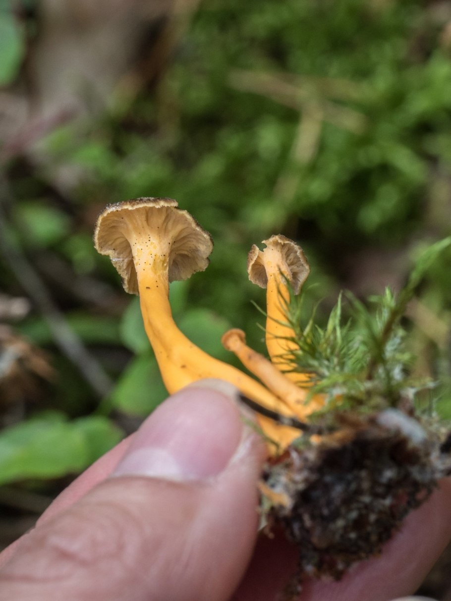 Грибы лисички на темном фоне DBL cdth[e