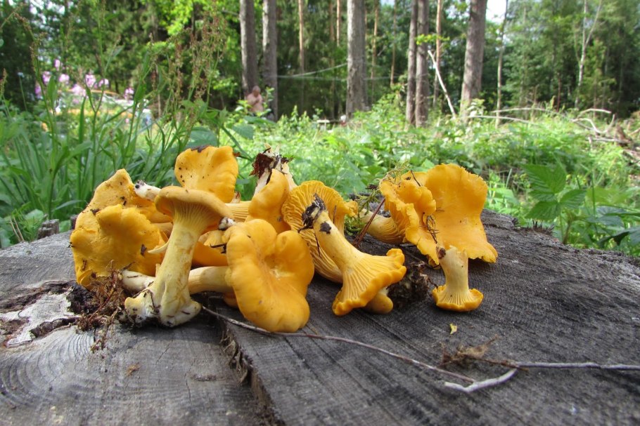 Лисичка желтеющая (Craterellus lutescens)