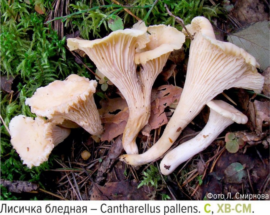 Грибы Краснодарского края лисички