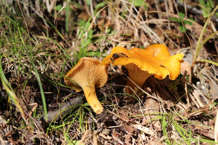 Королевская Лисичка