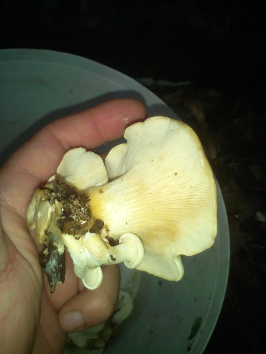 Бледная Лисичка гриб