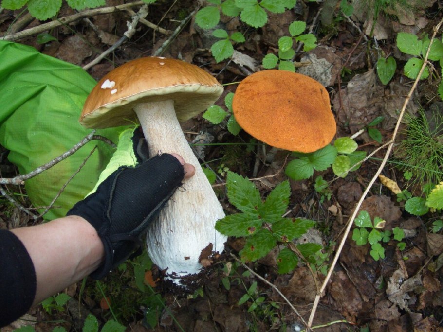 Грибник в каске