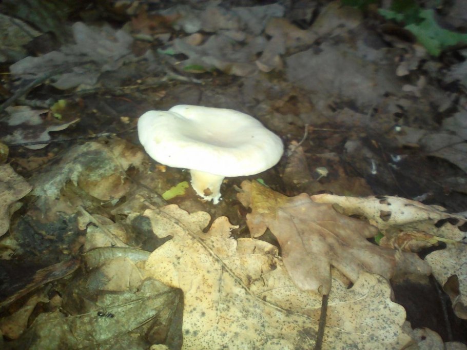 Гриб похожий на лисичку белого цвета