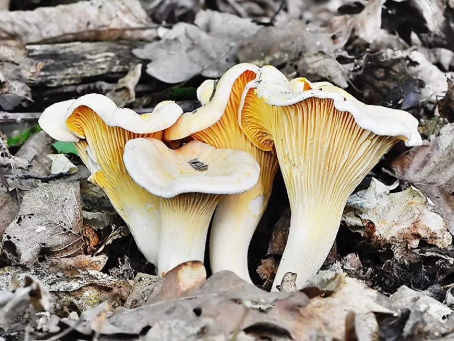 Лисичка бледная