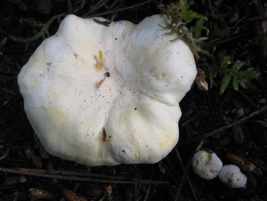 Лисичка бледная (Cantharellus "Pallens")