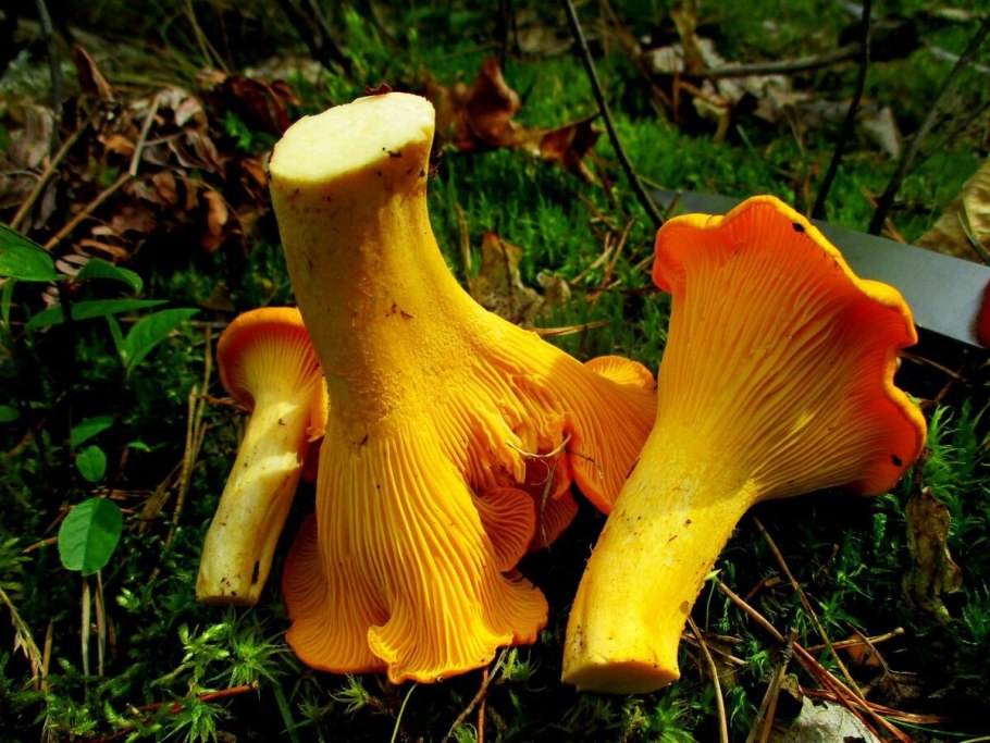 Лисичка обыкновенная гриб