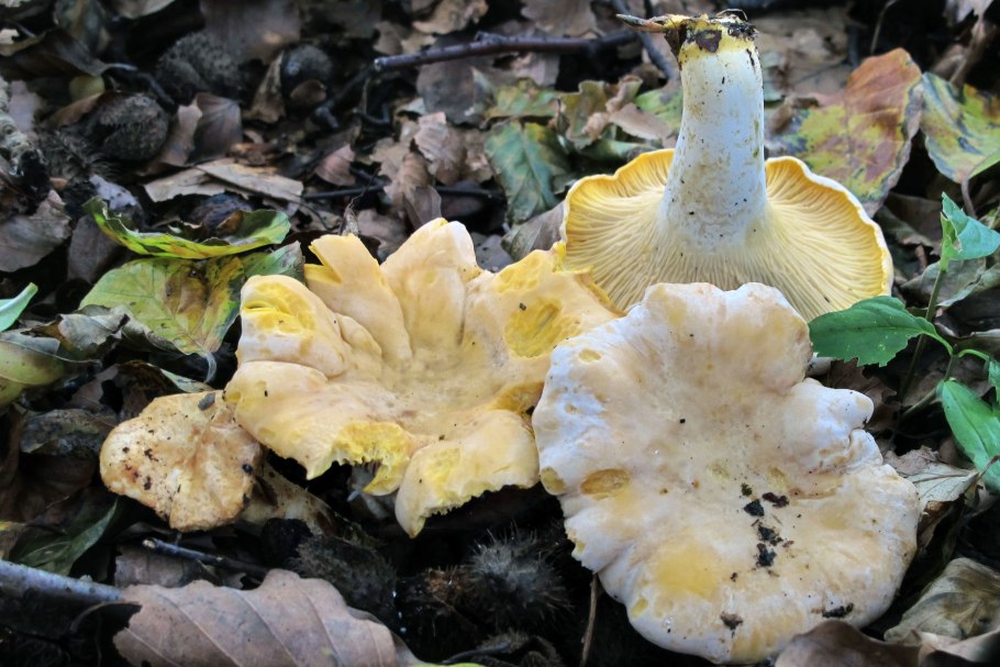 Лисичка бледная (Cantharellus "Pallens")