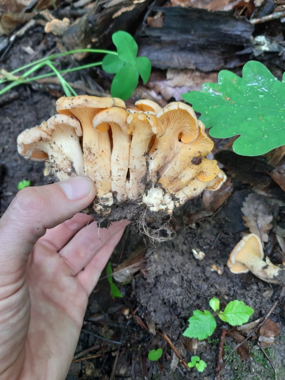 Грибы лисички, опята