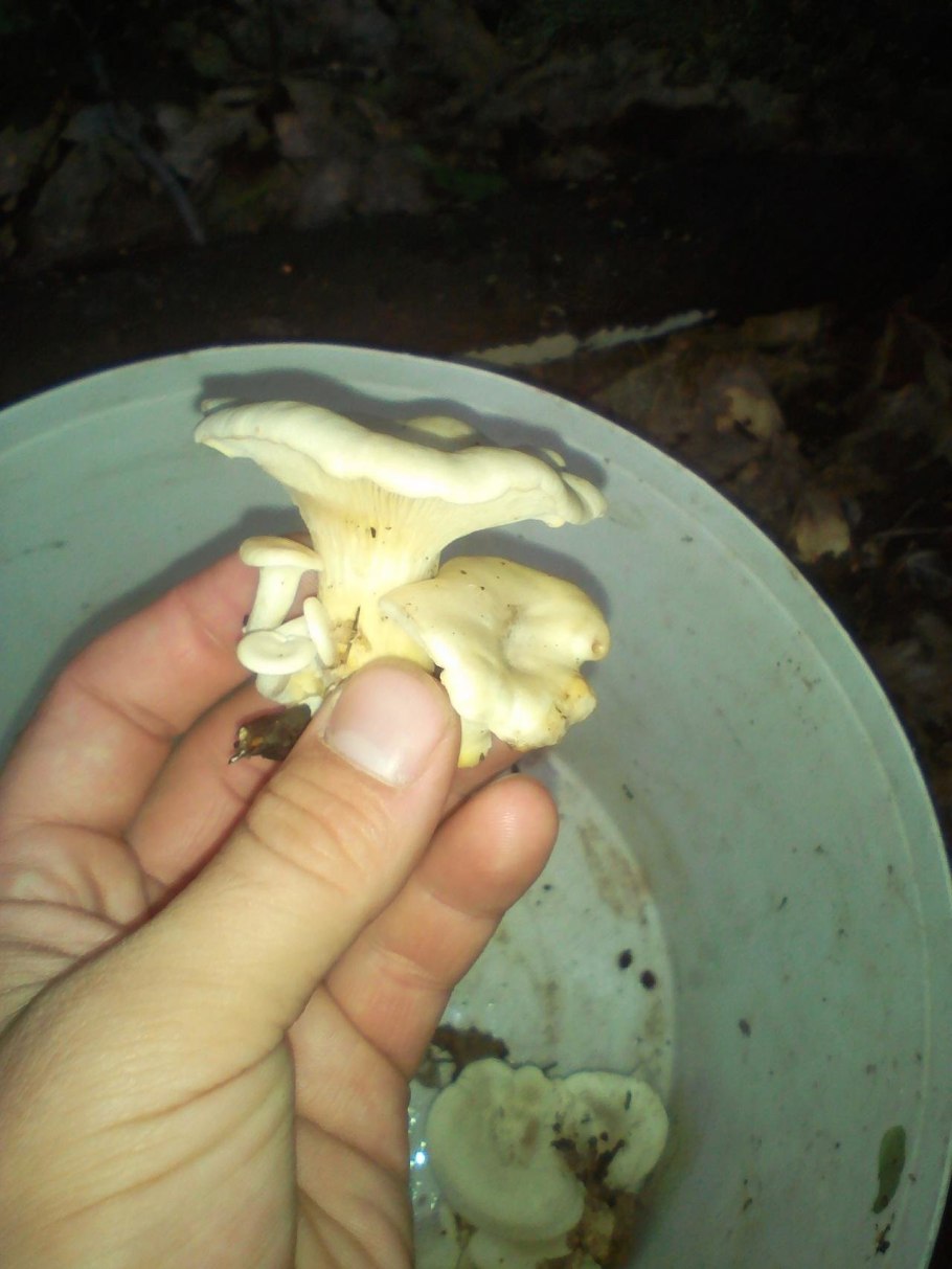 Бледная Лисичка гриб