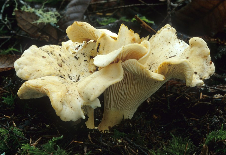 Cantharellus Minor