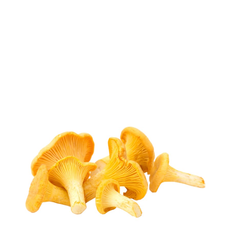 Гриб Лисичка альбинос