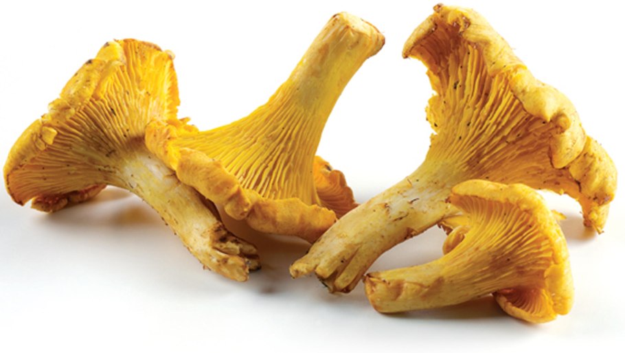 Лисичка киноварно-красная