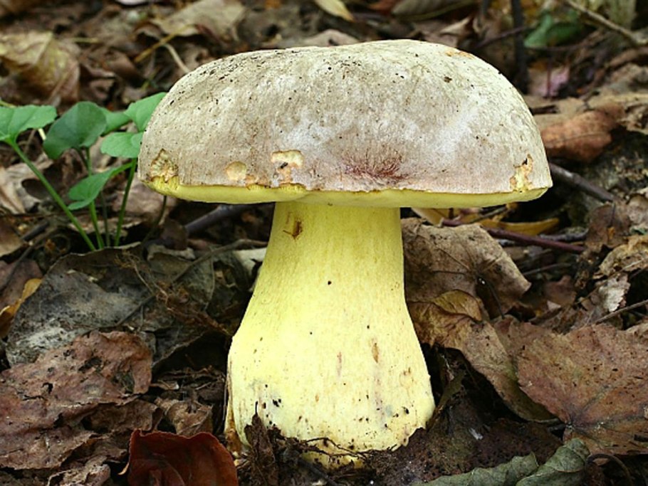 Гриб Боровик Фехтнера