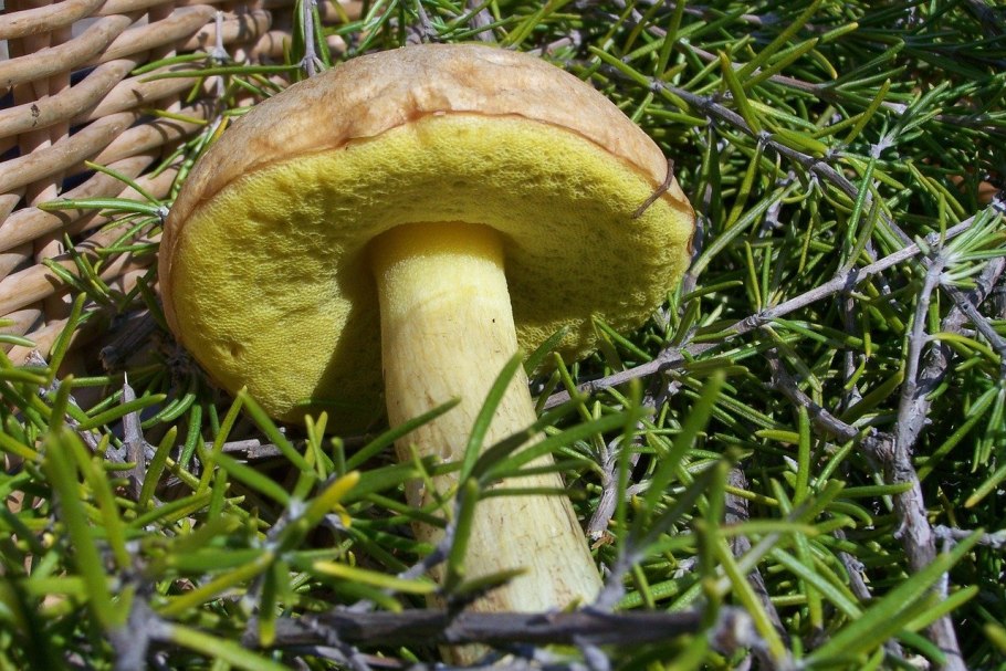 Белый гриб бронзовый Boletus aereus