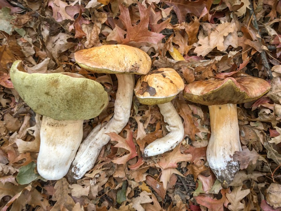 Синеющий гриб с коричневой шляпкой