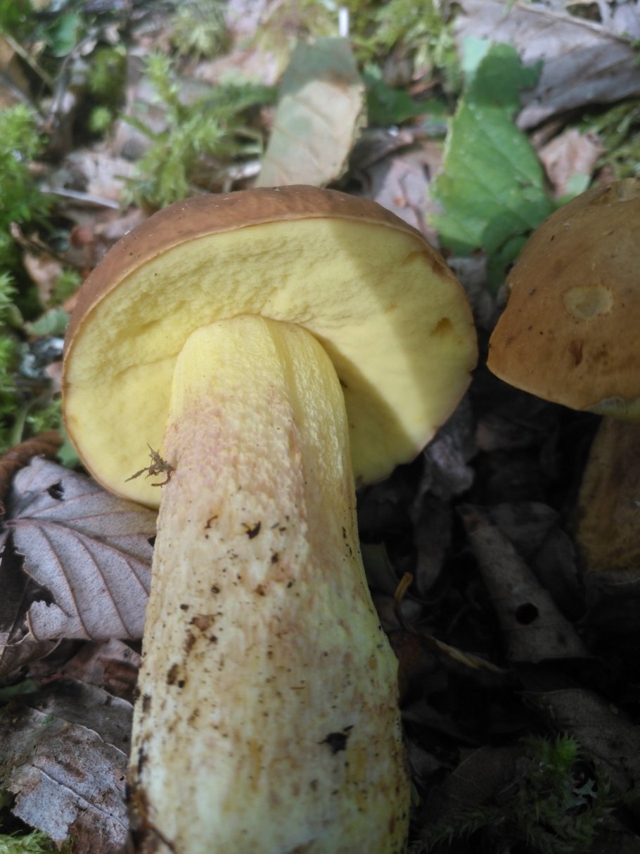 Гриб с желтой ножкой