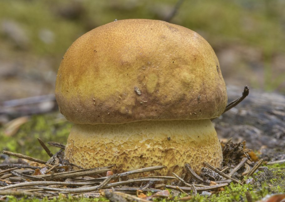 Suillus variegatus