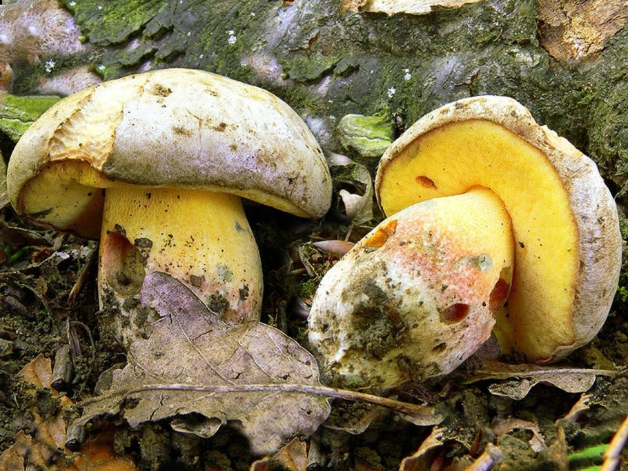 Боровик жёлтый (Boletus junquilleus)