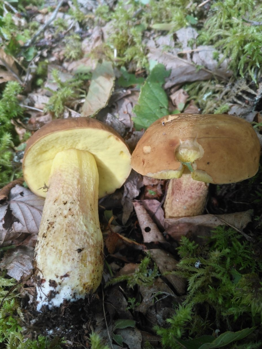 Гриб Боровик трубчатый гриб