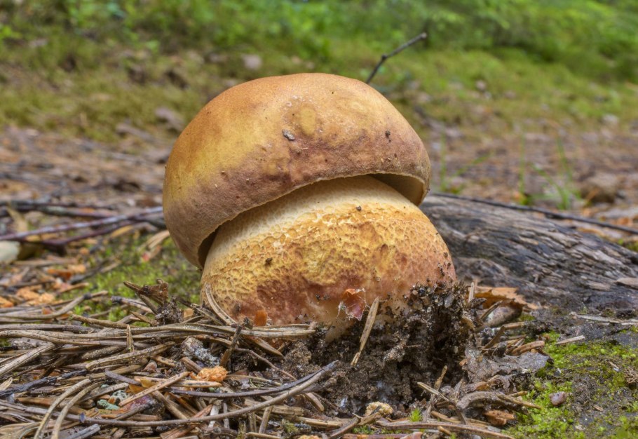 Боровик жёлтый полубелый гриб