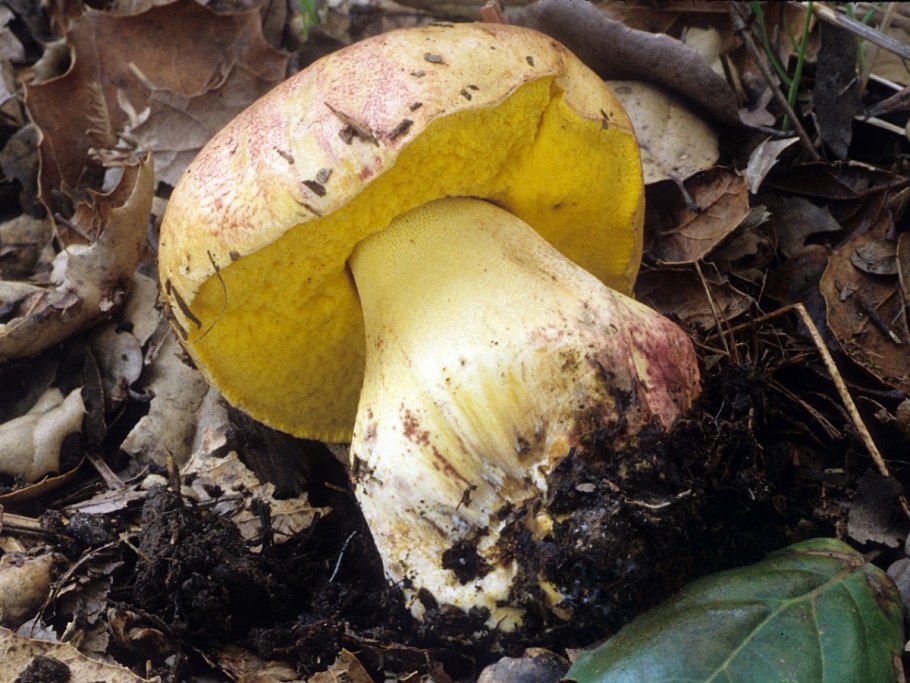 Боровик девичий (Boletus appendiculatus)