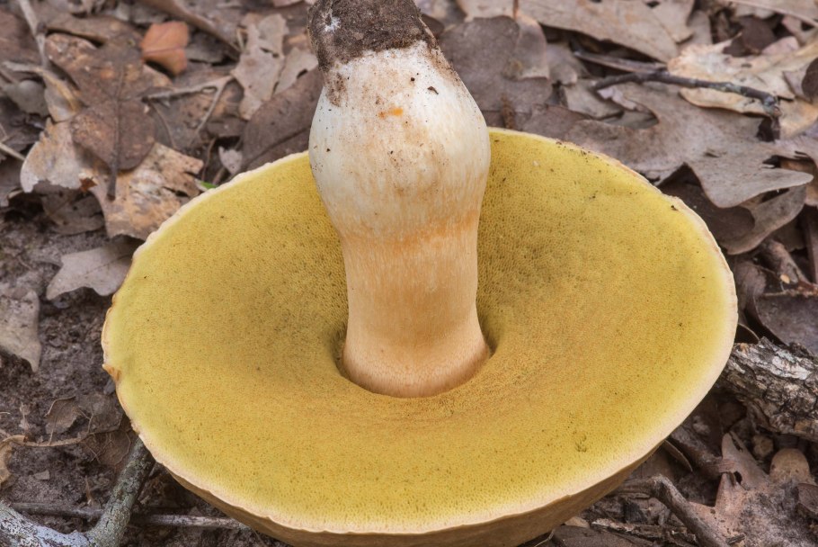 Гриб моховик