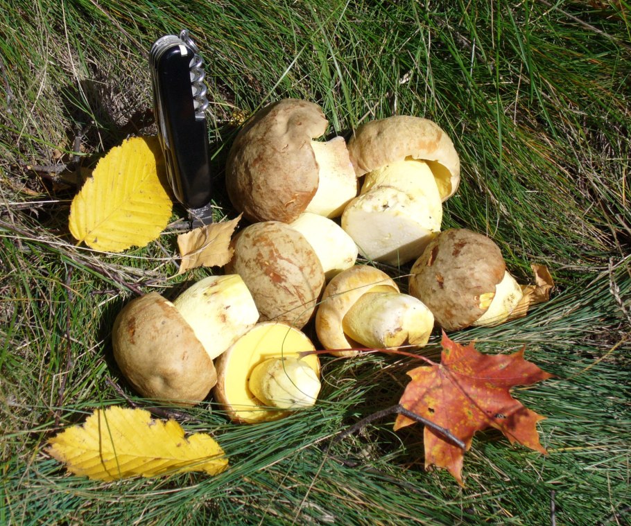 Болет укореняющийся Boletus radicans