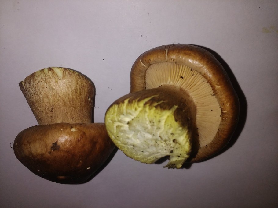 Перечный масленок срез