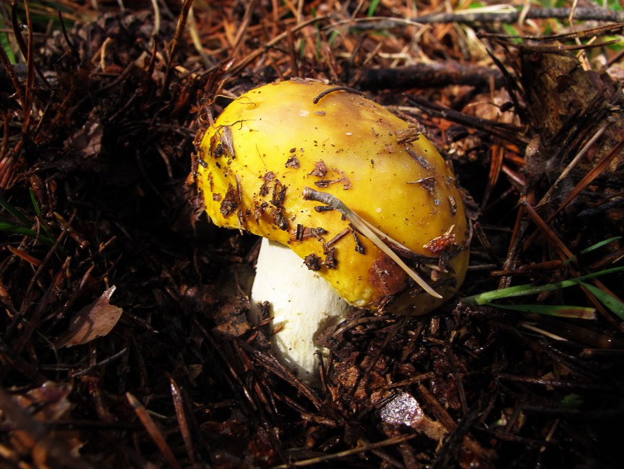 Полубелый гриб Boletus impolitus